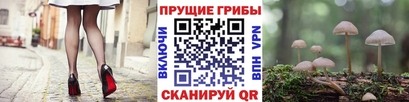 цены   Кашин  Галлюциногенные грибы Psilocybe 